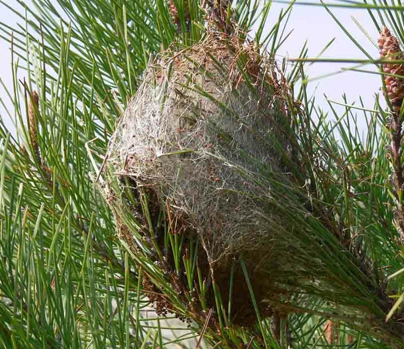1-Processionnaire du pin