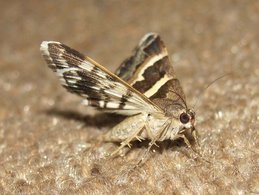 3-Mites