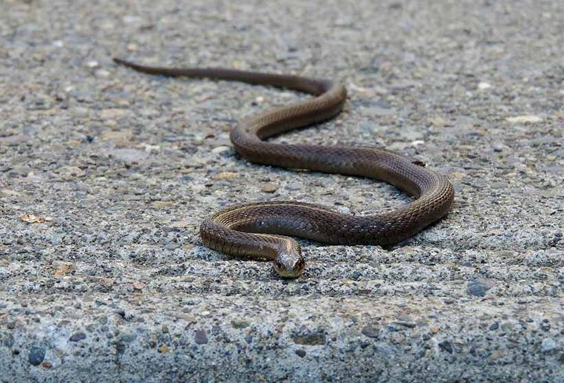 4-Serpent